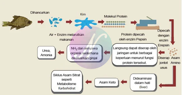 Proses pencernaan protein yang terjadi dalam tubuh