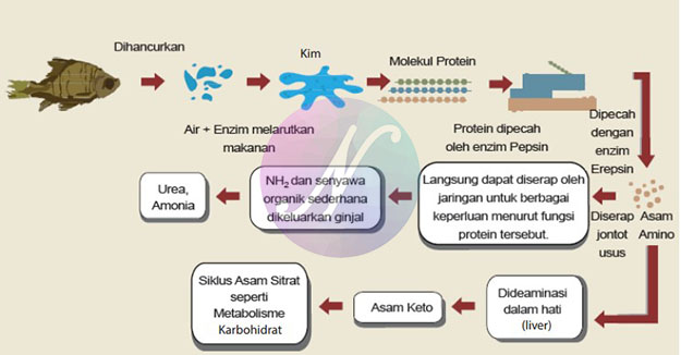 Proses pencernaan protein yang terjadi dalam tubuh