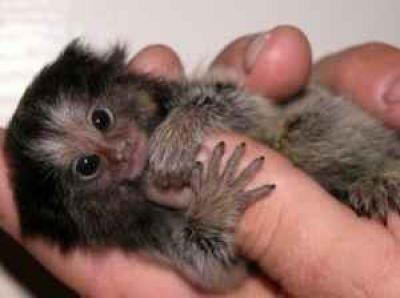 info-unikz.blogspot.com - Spesies Monyet Terkecil Dengan Panjang 20 Cm