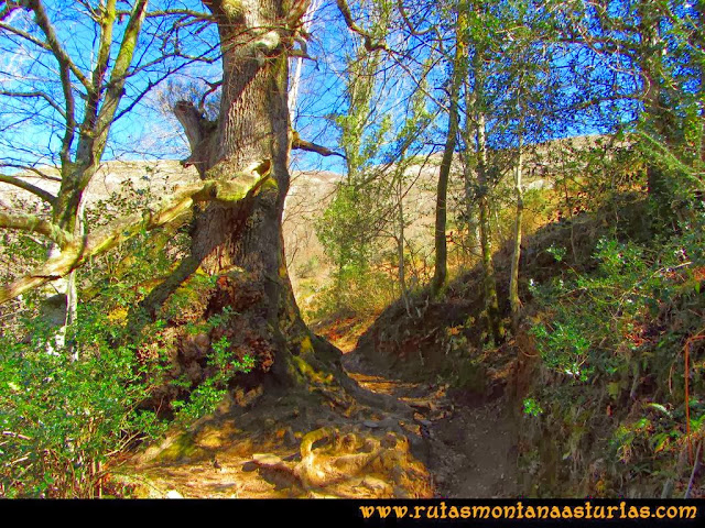 Ruta Pico Vízcares: Camino a la majada Cureñu