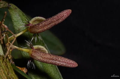 Bulbophyllum mirum care and culture