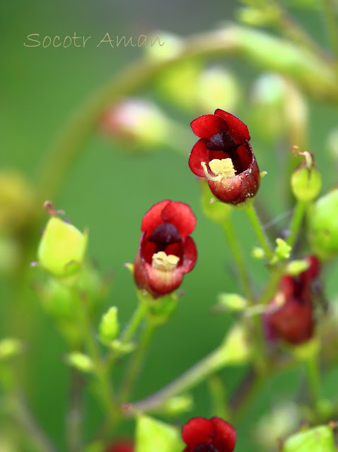 Scrophularia kakudensis