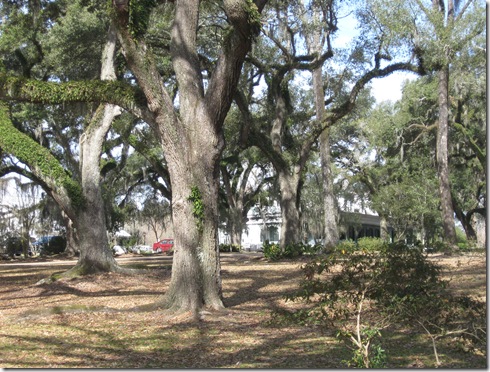 THE MYRTLES 005