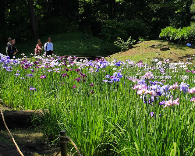 小石川後楽園の花菖蒲