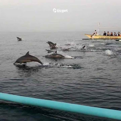 dolphin-watching-tour-lovina-bali-ticket-only