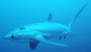 Bigeye Thresher Shark
