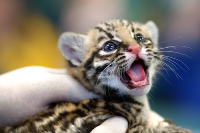 Cute Cheetah Cub