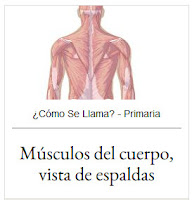 https://cienciasnaturales.didactalia.net/recurso/musculos-del-cuerpo-vista-de-espaldas-primaria/56a55a63-c2ef-498b-b727-5b20d3777651