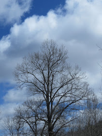 bare tree against blue sky