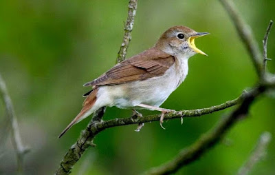 Download Suara Burung Nightingale/ Sikatan Londo Mp3