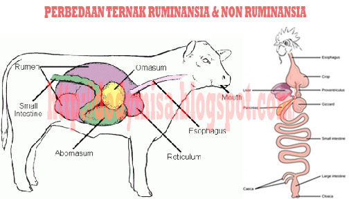 usaha ternak ayam jawa notable