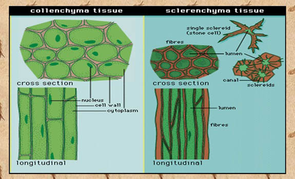 Struktur Dan  Fungsi  Jaringan  Tumbuhan  Serta Gambarnya  