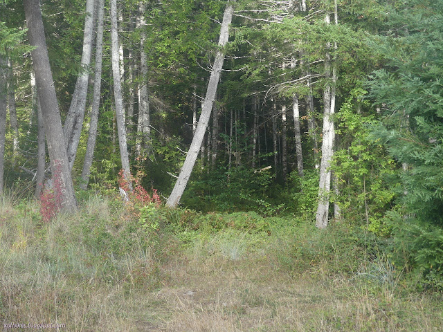 square empty of trees but full of short green stuff