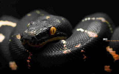 HD Snakes Wallpapers and Photos | HD Animals Wallpapers