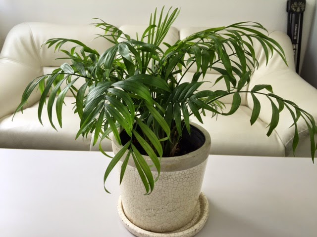 多肉and観葉植物world テーブルヤシ栽培記録 育て方