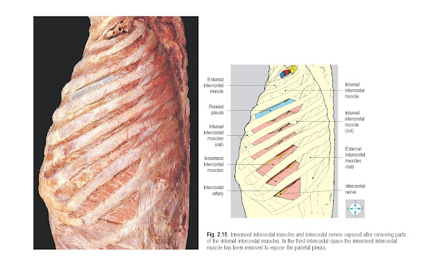 Innermost intercostal muscles and intercostal nerves exposed after removing parts of the internal intercostal muscles. In the third intercostal space the innermost intercostal muscle has been removed to expose the parietal pleura.