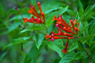 Bouvardia Ternifolia photo