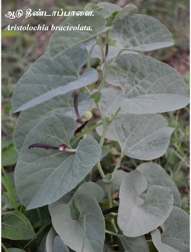 ஆடு தீண்டாப்பாளை - aadu theenda palai - Aristolochia bracteolata.