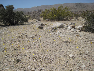 Spring flowers Contact Mine Trail Joshua Tree National Park