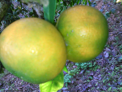 mandarina