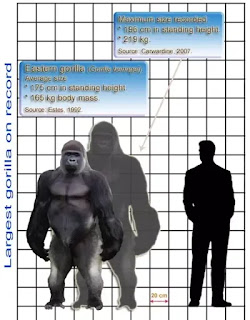Comparación tamaño gorila y humanos