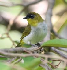 Cara Merawat Burung Pleci Biar Cepat Gacor