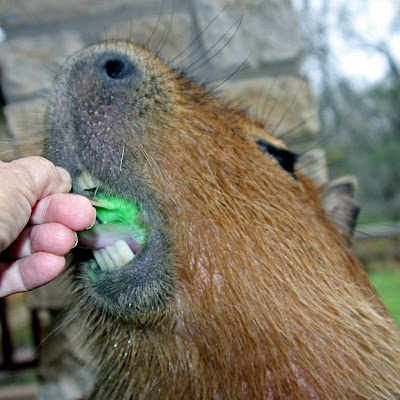 Caplin Rous, World's Most Famous Capybara Seen On www.coolpicturegallery.us