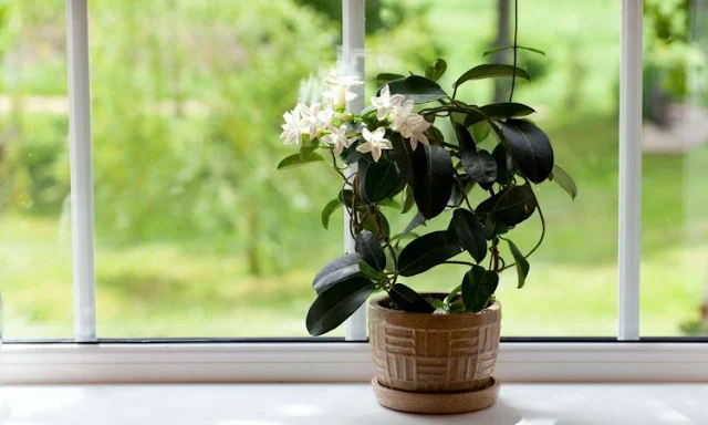 Jasmine Plant For Home Vastu