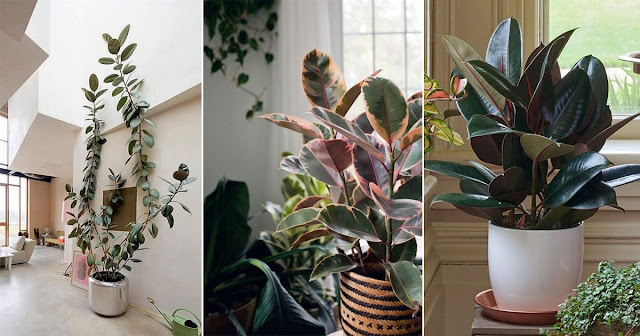 10 Types of Rubber Plants For Your Home