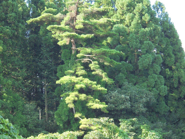 水場のあたりからの眺め