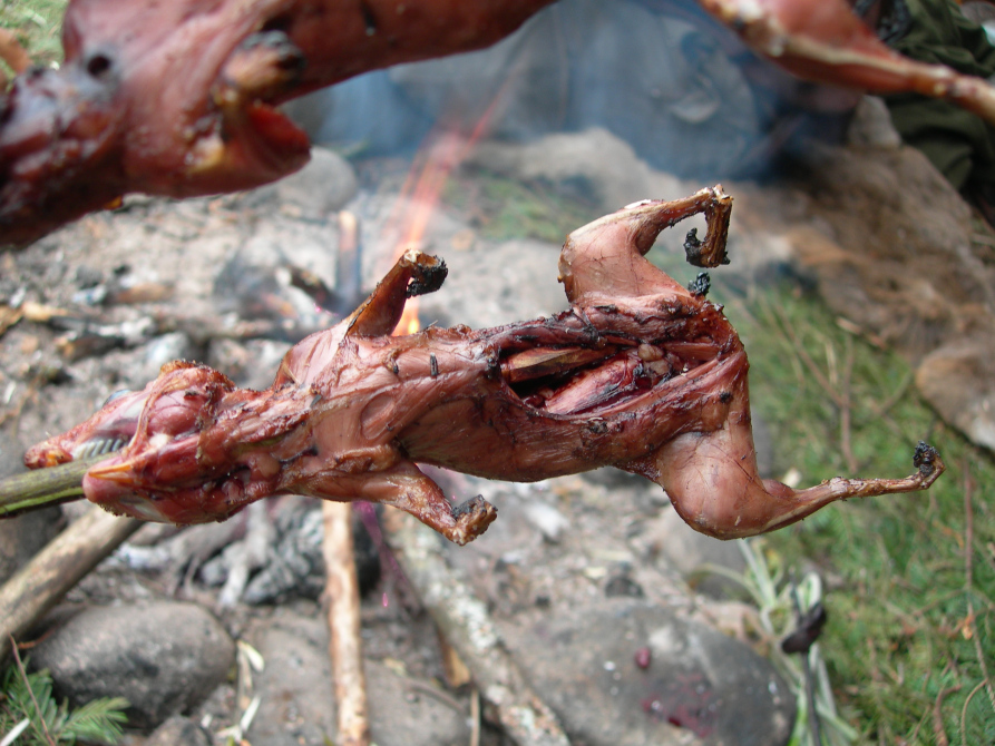 Ketahui Apa Saja Hewan  Yang  Dapat  Dimakan  Saat Survival di 