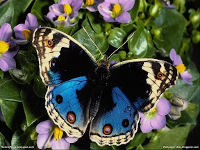 Butterflies | nature desktop wallpapers Images Photos