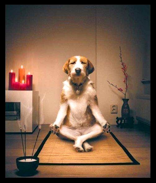 funny absurd: funny Meditating Dog
