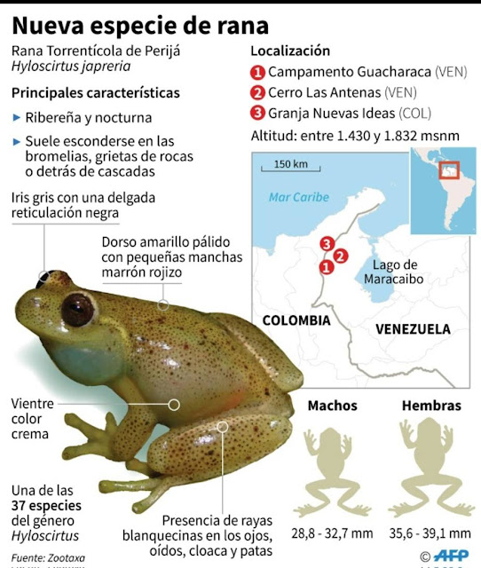 Científicos de Venezuela y Colombia descubren nueva especie de rana