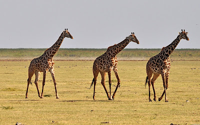 South Africa, Giraffe, Safari Animals, Animals In The Wild, Blurred Motion, Authority, On The Move, Wildlife, Horizontal