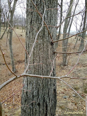 Липа амурская (Tilia amurensis)