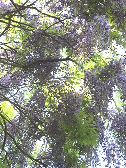 underneath the Wisteria