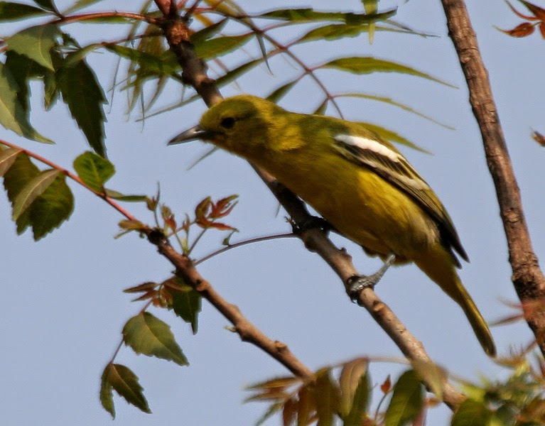 Kumpulan Foto Burung Sirtu Terbaik ~ FOTO BURUNG KICAU