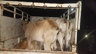 राष्ट्रीय बजरंग दल के कार्यकर्ता दौरा पकड़ा गया बोलेरो पिकअप वाहन जिसमें 7 गाय जा रहे थे कत्लखाने