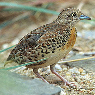 torillo andaluz Turnix sylvaticus