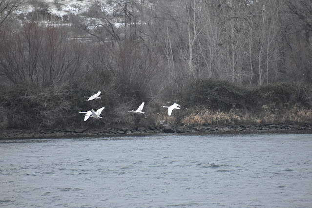 Trumpeter Swans on the Columbia River