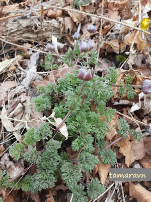 Adonis amurensis