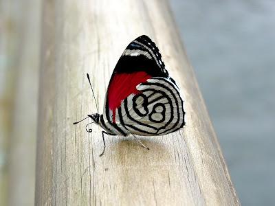 Butterfly HD Wallpapers