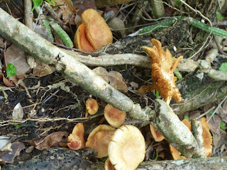 Champignons de Cuba