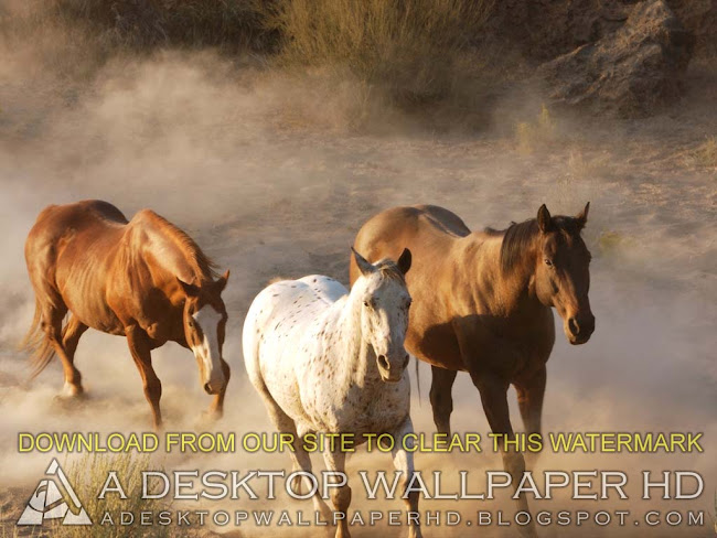 Wild Horses Desktop Wallpaper HD