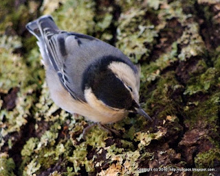 White-breasted Nuthatch, 12/02/10 Broadmoor