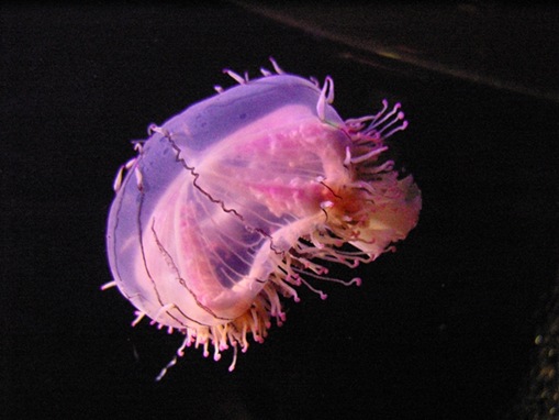 human killers_www.wonders-world.com_806