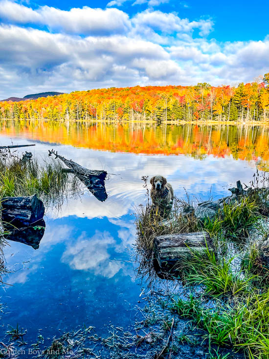 Fall foliage in the Adirondacks - www.goldenboysandme.com