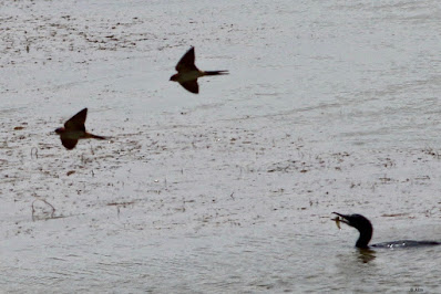 Red-rumped Swallow