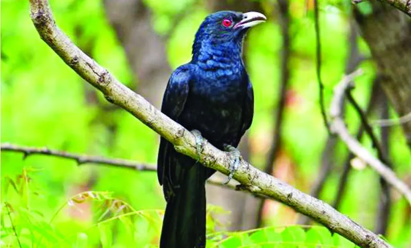 কোকিল পাখির ছবি ডাউনলোড - কোকিল পাখির ছবি আঁকা - কোকিল পাখির বৈশিষ্ট্য - kokil pakhi picture - insightflowblog.com - Image no 6